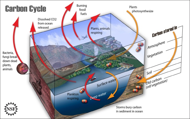 Carbon stored atmosphere vegetation soil deep layers crust surface deep water